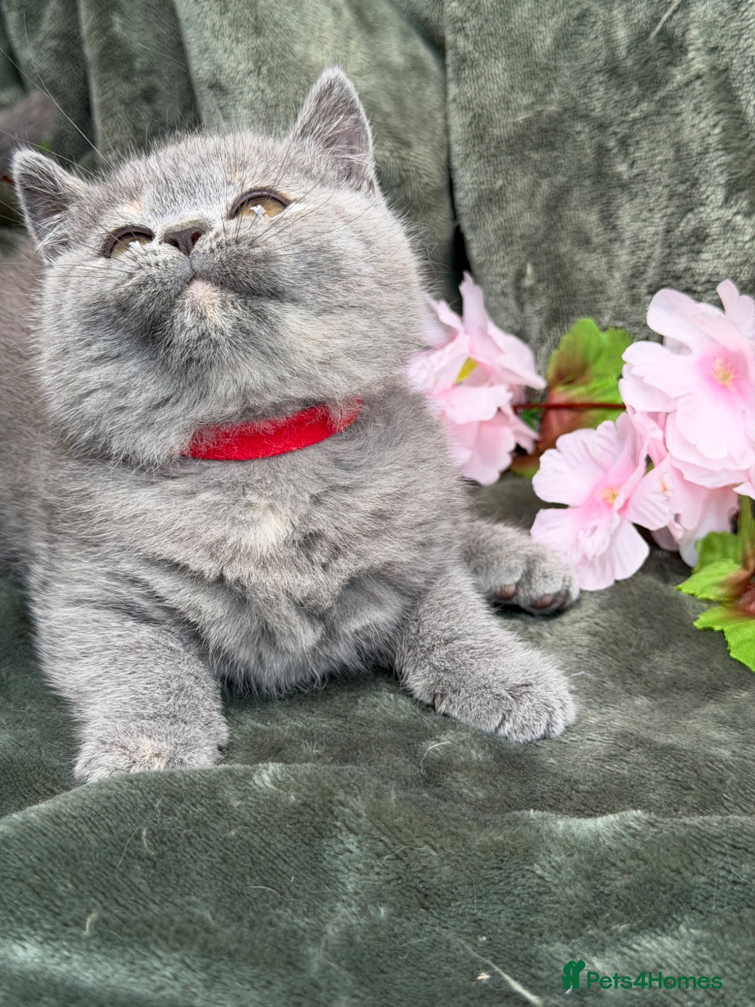 British Shorthair cats Blue torte chunky British sh kittens TICA - Advert 1