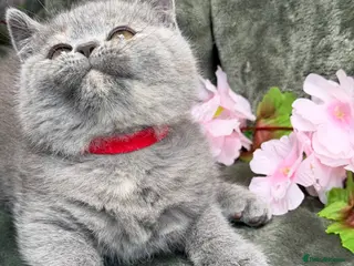 British Shorthair cats Blue torte chunky British sh kittens TICA - Advert 1