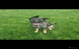German Shepherd dogs for sale: German shepherd pups, HULL - Image 9