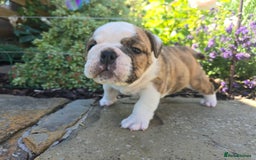 English Bulldog dogs for sale: Stunning English Bulldog Puppies  - Image 11