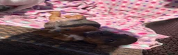 Jack Russell dogs for sale: READY NOW - Happy JR pups for sale - Advert 6