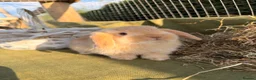 Mini Lop rabbits for sale: *Mini Lop Babies  - Advert 24