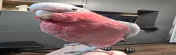Parrots birds for sale: Galah Cockatoo Hand Reared  - Advert 8
