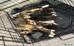 Domestic Shorthair cats for sale: Kittens - Image 19