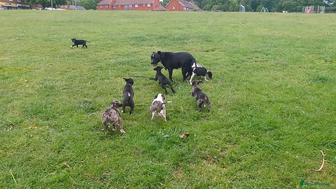 Mixed Breed dogs for sale: English pointer cross Staffordshire bull terrier - Advert 19