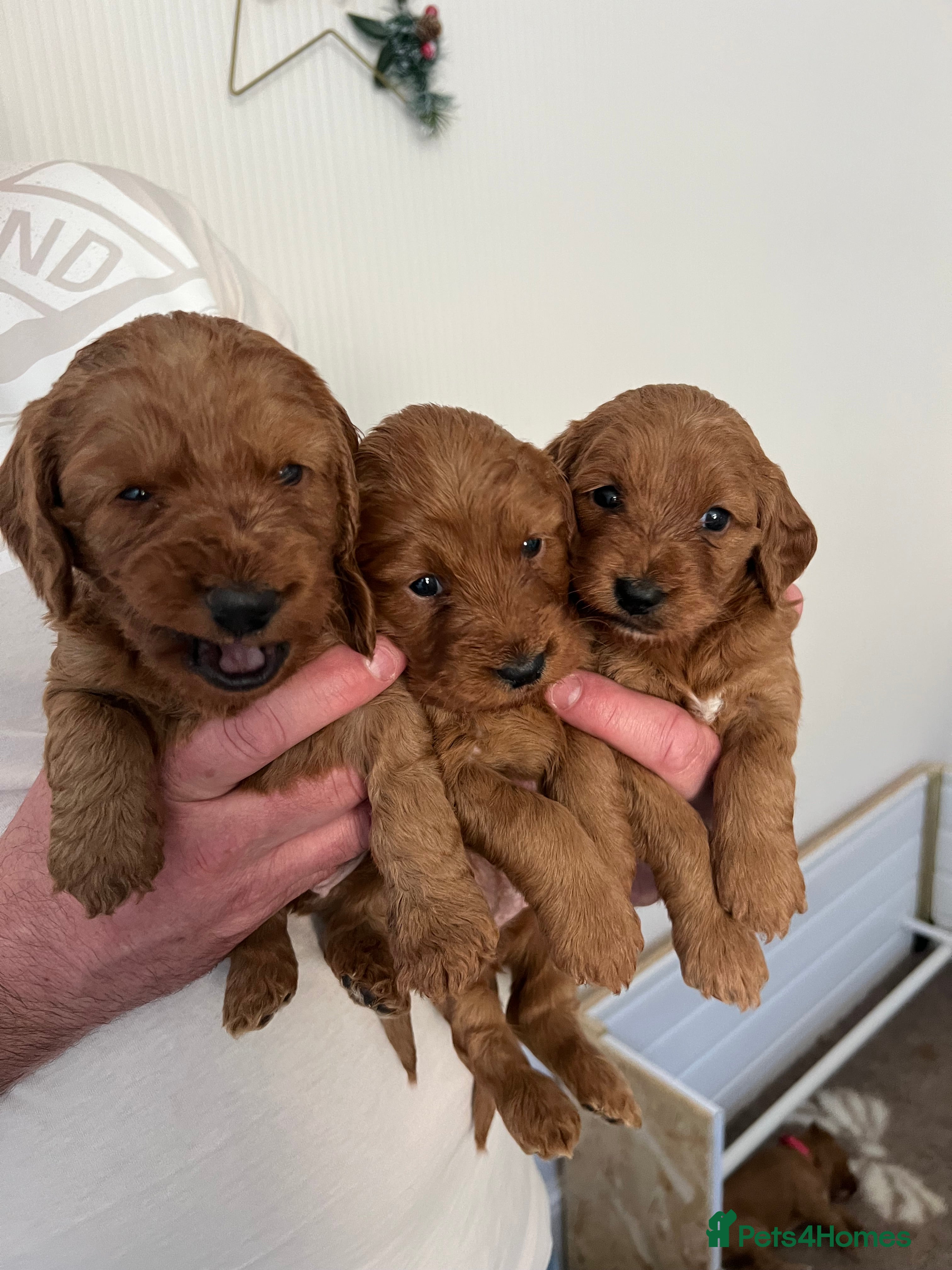 Cockapoo dogs 3 Red F1 Cockapoo girls from DNA clear parents  - Advert 16