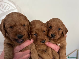Cockapoo dogs 3 Red F1 Cockapoo girls from DNA clear parents - Advert 16