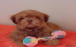 Shih Tzu dogs for sale: 💝 Rehoming Beautiful Shih Tzu Girl - Image 4