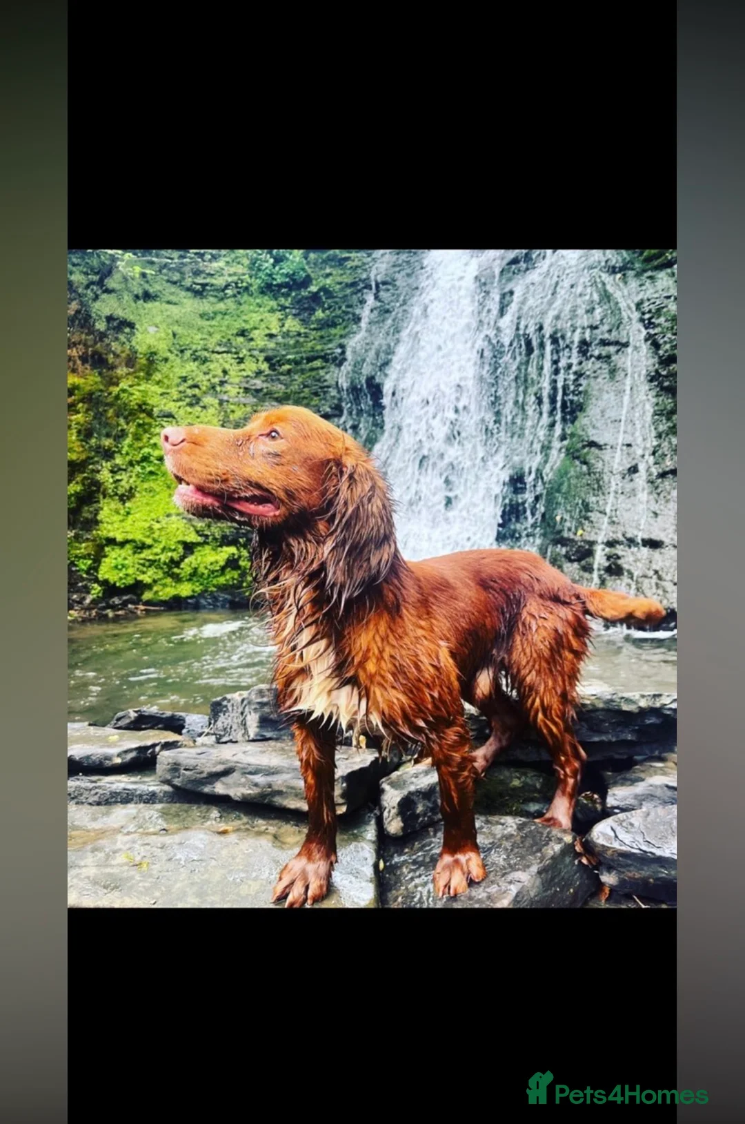 Cocker Spaniel dogs for sale: Ready tomorrow ! Gorgeous cocker spaniel puppies  - Advert 2