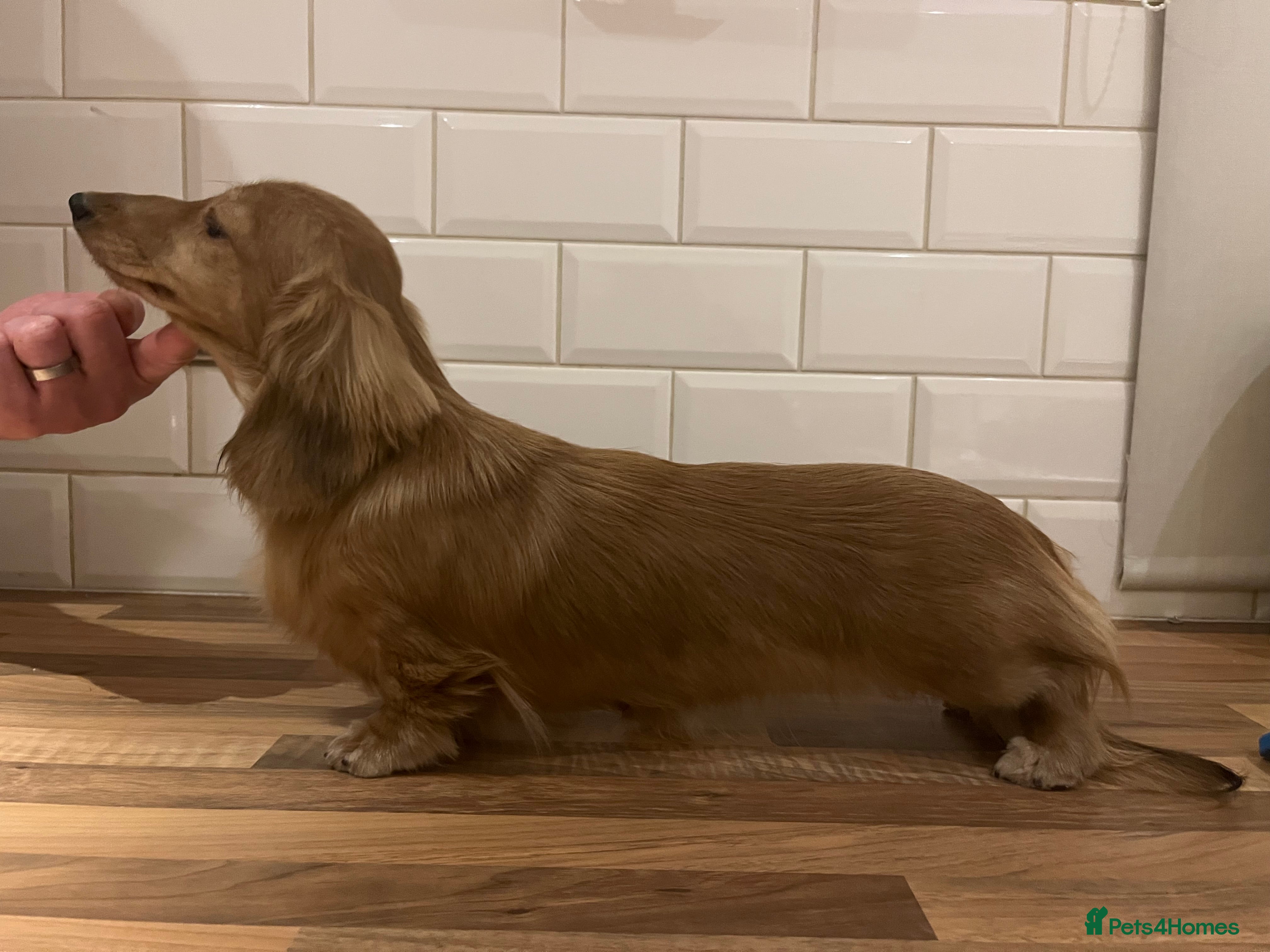 Miniature Dachshund dogs Uk champion mother - kc registered - Advert 1