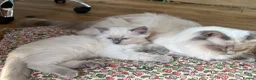 Ragdoll cats for sale: Last Blue Ragdoll kitten friendly health tested - Advert 12