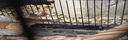 Finches birds for sale: Mixed aviary born Zebra Finch - Advert 8
