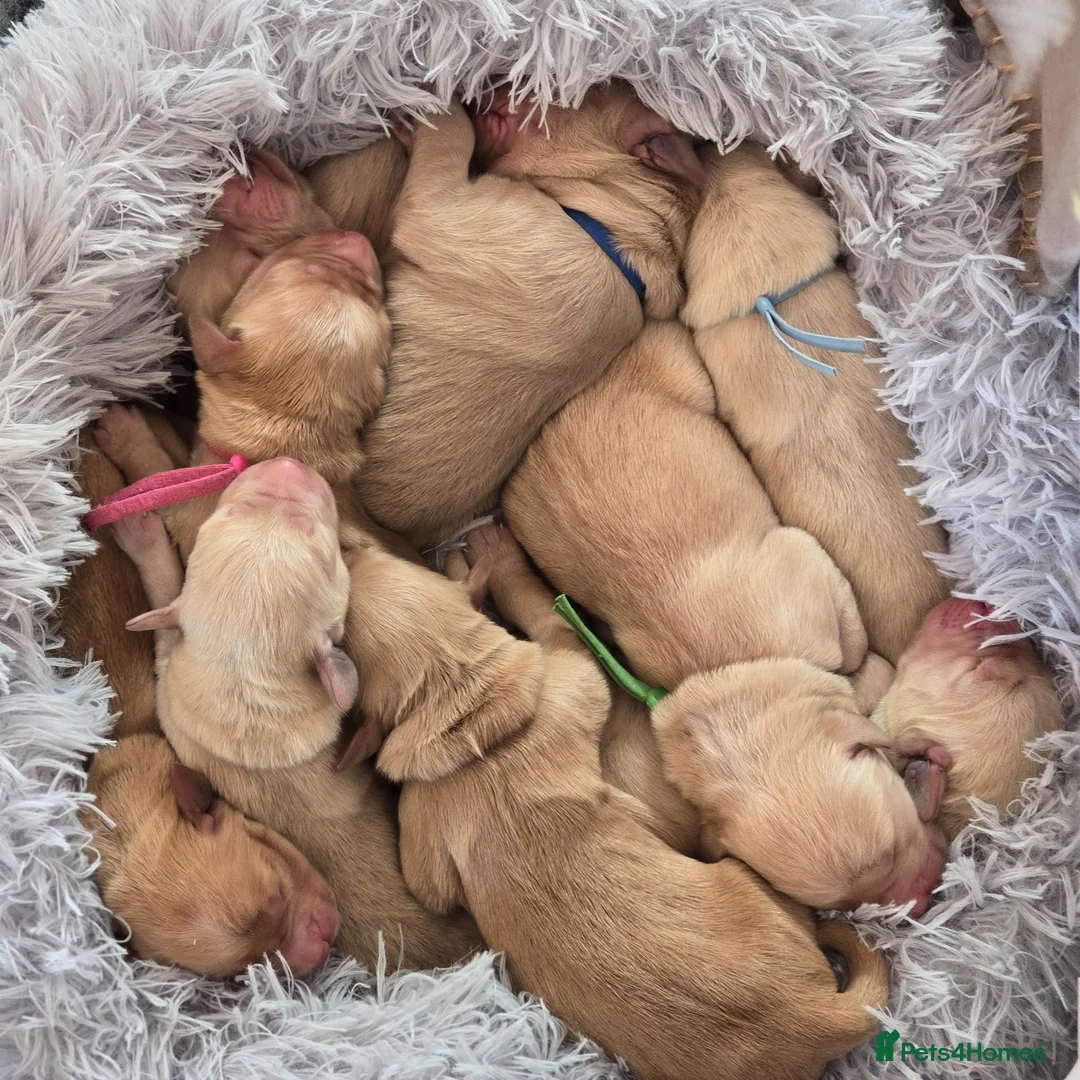 Golden Retriever dogs for sale: Golden Retriever / Goldardor Puppies - Advert 21