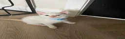 Ragamese cats for sale: Ragamese kittens for sale  - Advert 3