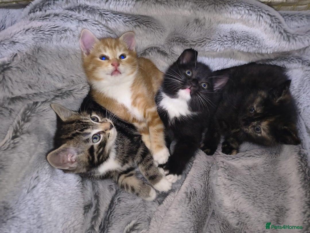 Mixed Breed cats for sale: 4 Beautiful Kittens TABBY*GINGER*CALICO*TUXEDO * - Advert 2