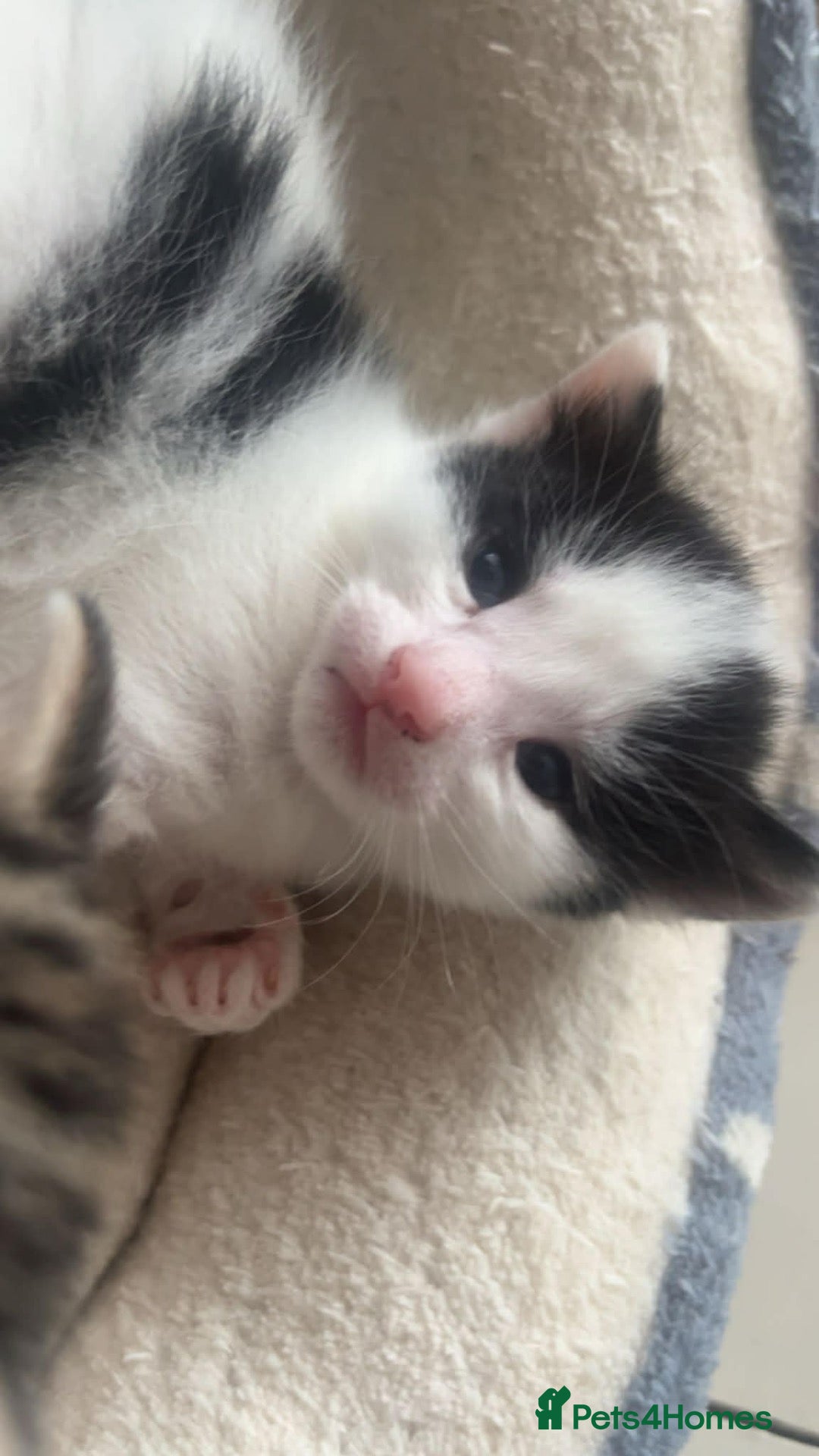 Mixed Breed cats Kittens for sale  - Advert 9