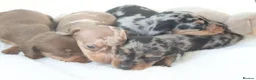 Miniature Dachshund dogs for sale: Miniature Dachshund Puppies - Advert 12