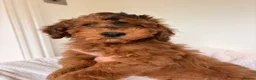 Cockapoo dogs for sale: LICENSED BREEDER HEALTH TESTED COCKAPOOS - Advert 3