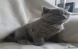 British Shorthair cats for sale: GCCF British Shorthair Kittens Champion Bloodlines - Image 5