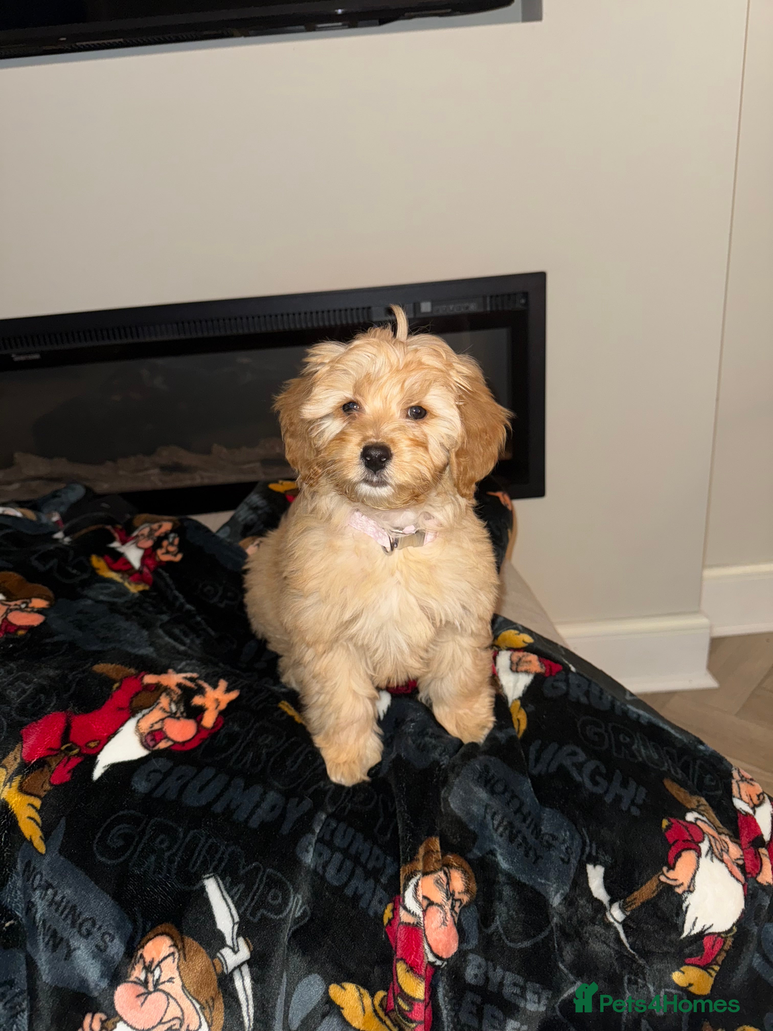 Cockapoo dogs Female cockapoo puppy  - Advert 7