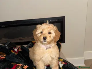 Cockapoo dogs Female cockapoo puppy - Advert 7