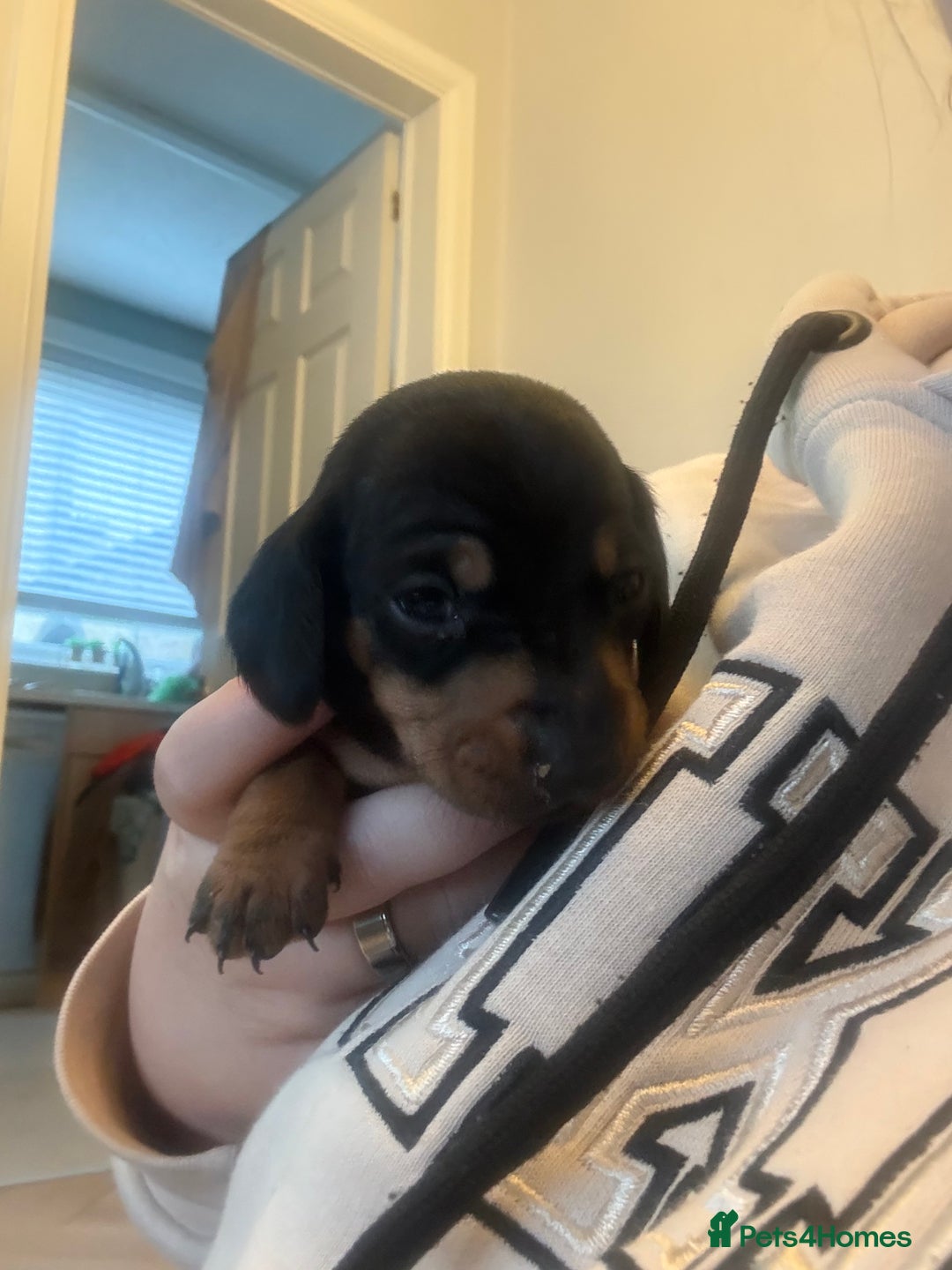 Miniature Dachshund dogs for sale: Black and Tan Miniature Dachshund Puppies  - Advert 9
