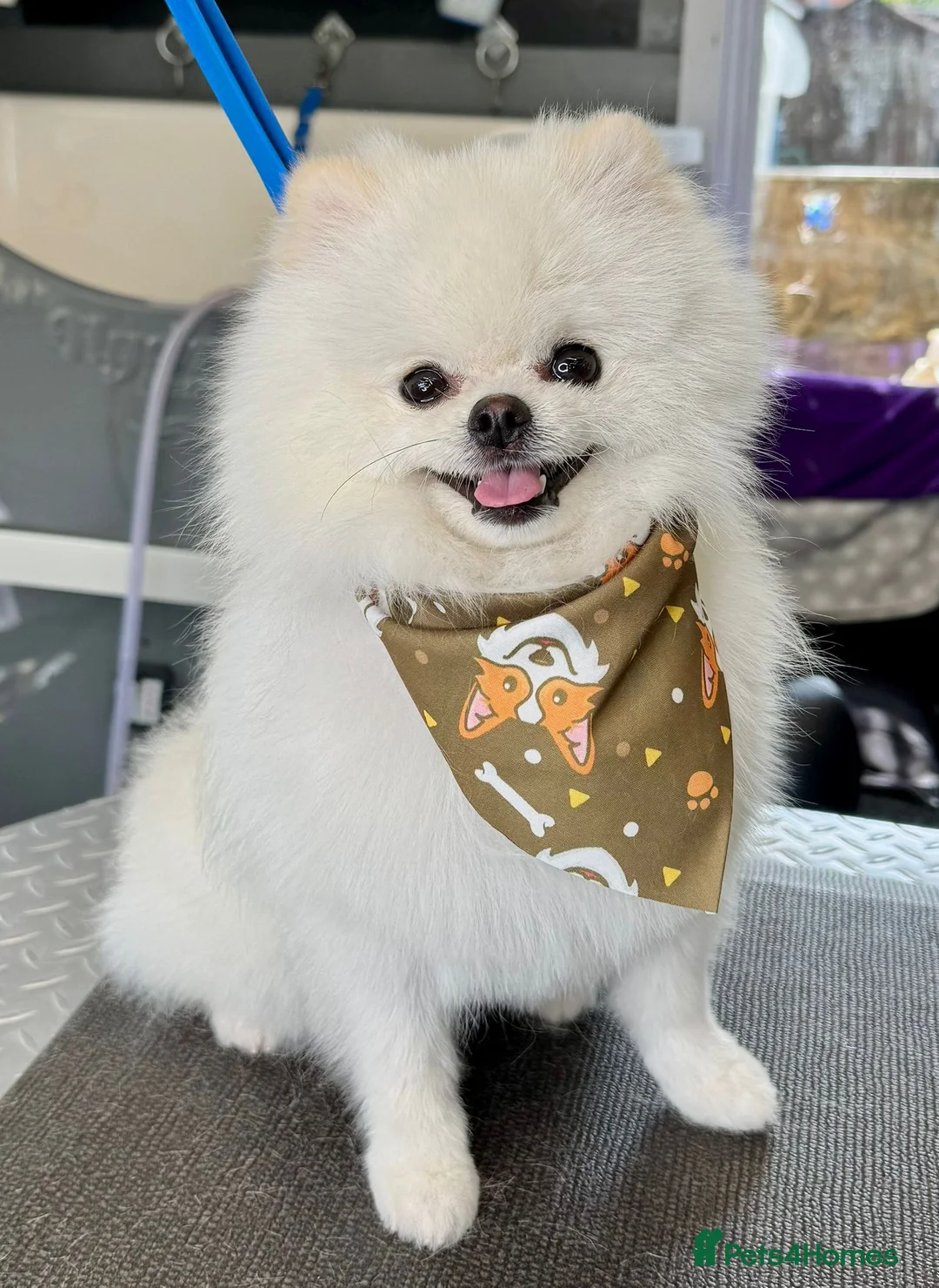 Pomeranian dogs for stud: Tiny Pomeranian (STUD USE ONLY) - Advert 2