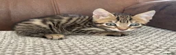 Mixed Breed cats for sale: 4 Beautiful Mixed Breed Kittens.  - Advert 6