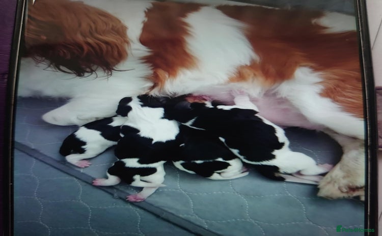 Cavalier King Charles Spaniel dogs - Advert 2