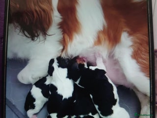 Cavalier King Charles Spaniel dogs - Advert 1