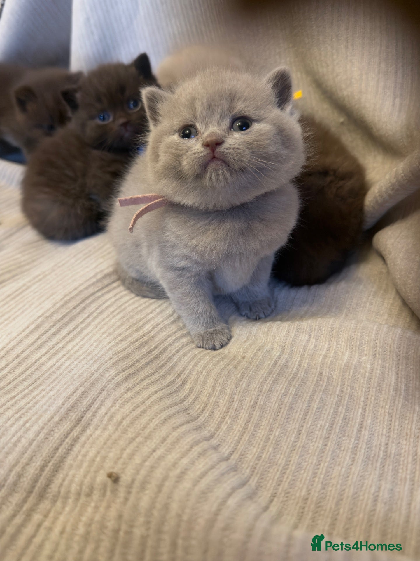 British Shorthair cats Grand Champion Line British Shorthair Kittens - Advert 2