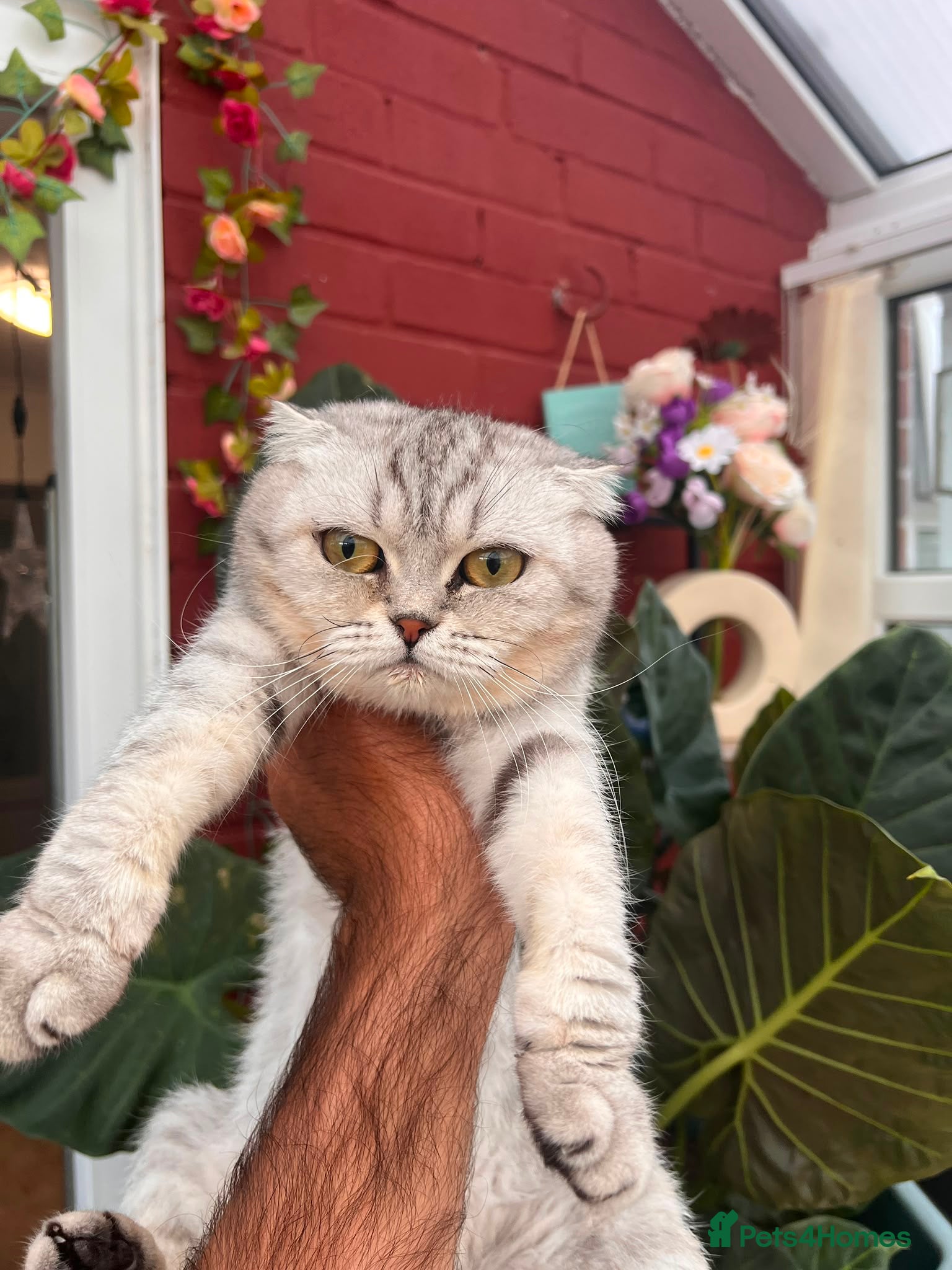 Scottish Fold cats Scottish fold  - Advert 14