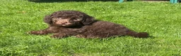 Labradoodle dogs for sale: READY NOW! Mini Labradoodles Health tested parents in Leicester - Advert 7