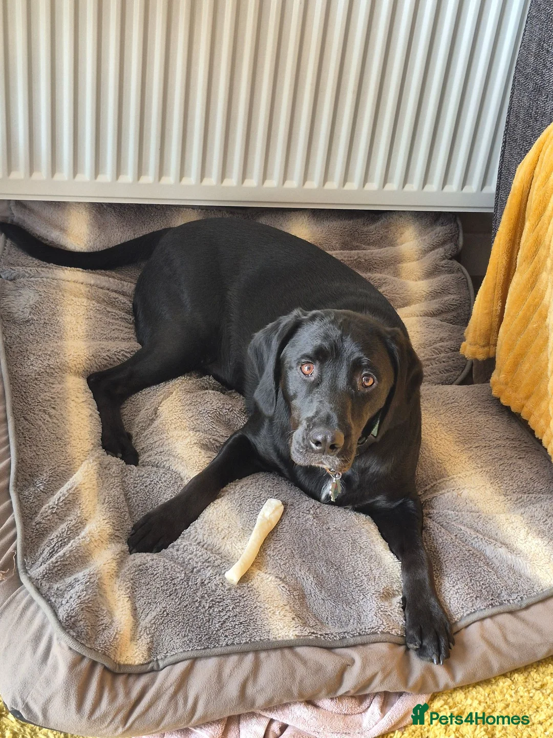 Mixed Breed dogs for sale: Gorgeous 2yr old lab cross  - Advert 2
