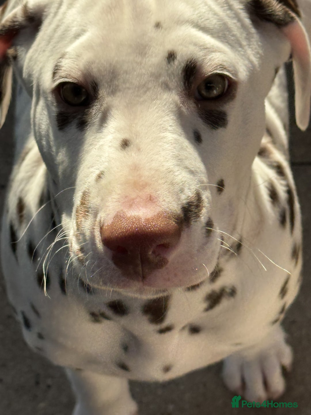Dalmatian dogs for sale: Tamilanda Dalmatian's - Advert 21
