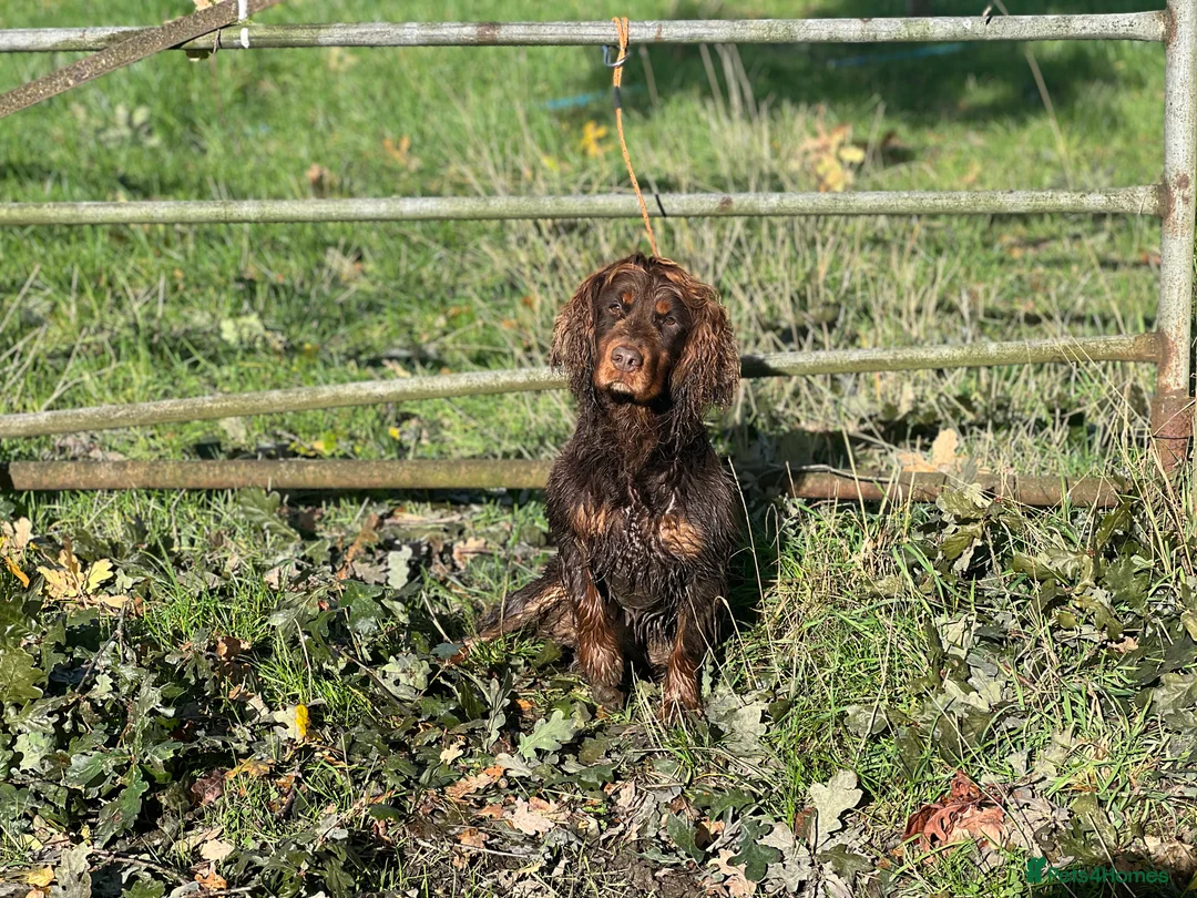 Cocker Spaniel dogs for stud: Proven Stud - Working Cocker Spaniel in Middlewich - Advert 11