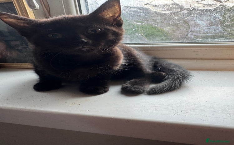 Mixed Breed cats - Advert 16