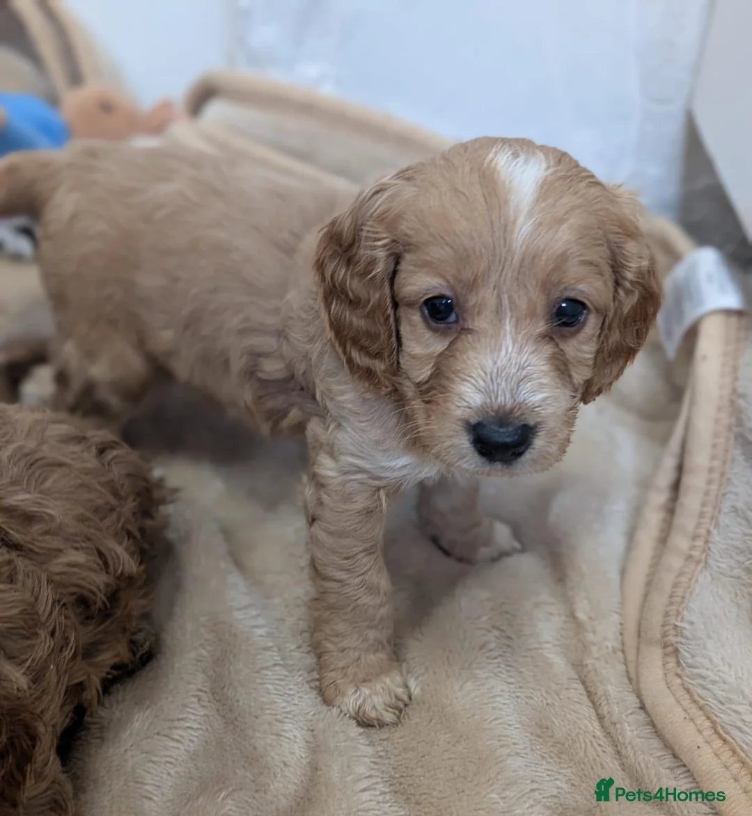 Cockapoo dogs for sale: Cockapoo Puppies in Manchester - Advert 7