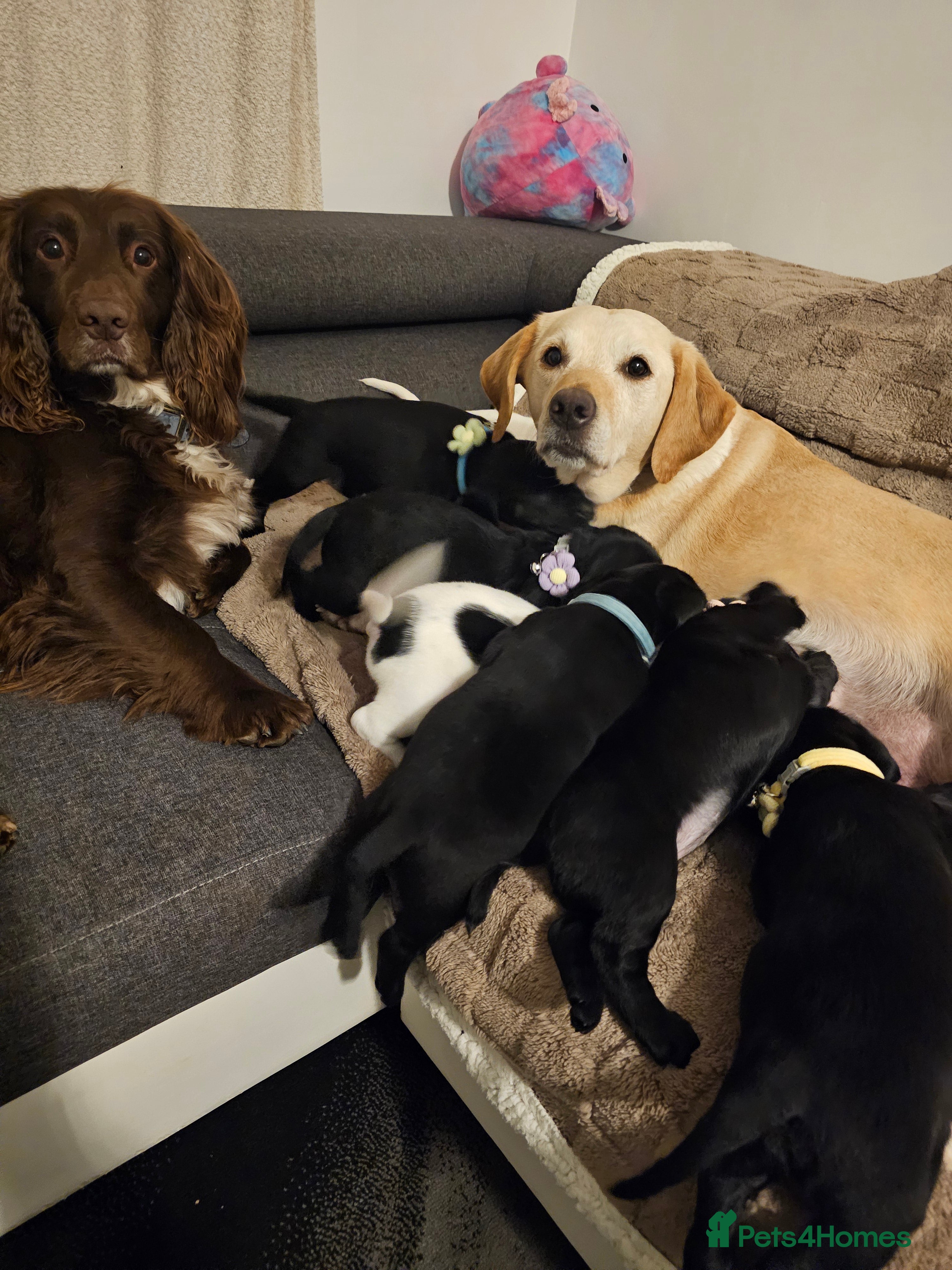 Cockerdor dogs Exceptional Cockerdor Puppies Ready from 15th May  - Advert 1