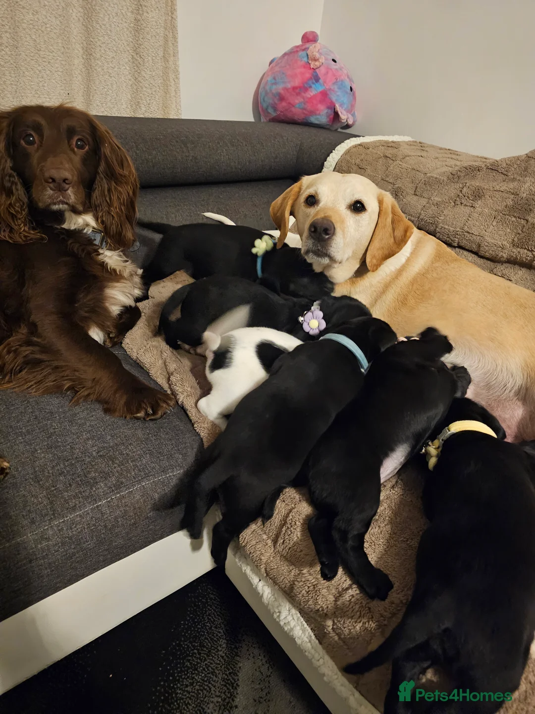 Cockerdor dogs for sale: Exceptional Cockerdor Puppies Ready from 15th May  - Advert 1