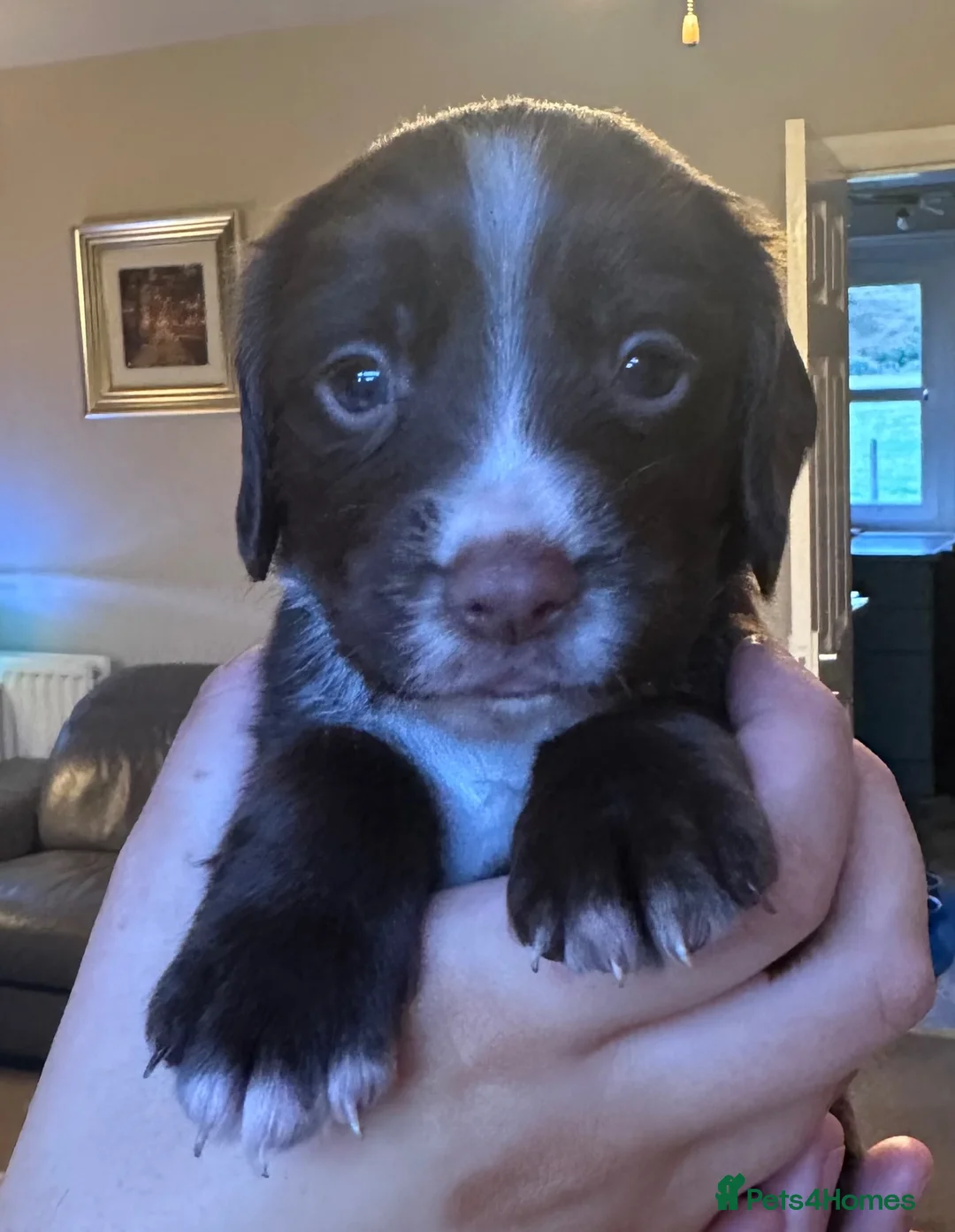 Cocker Spaniel dogs for sale: Working Cocker Spaniels  - Advert 11