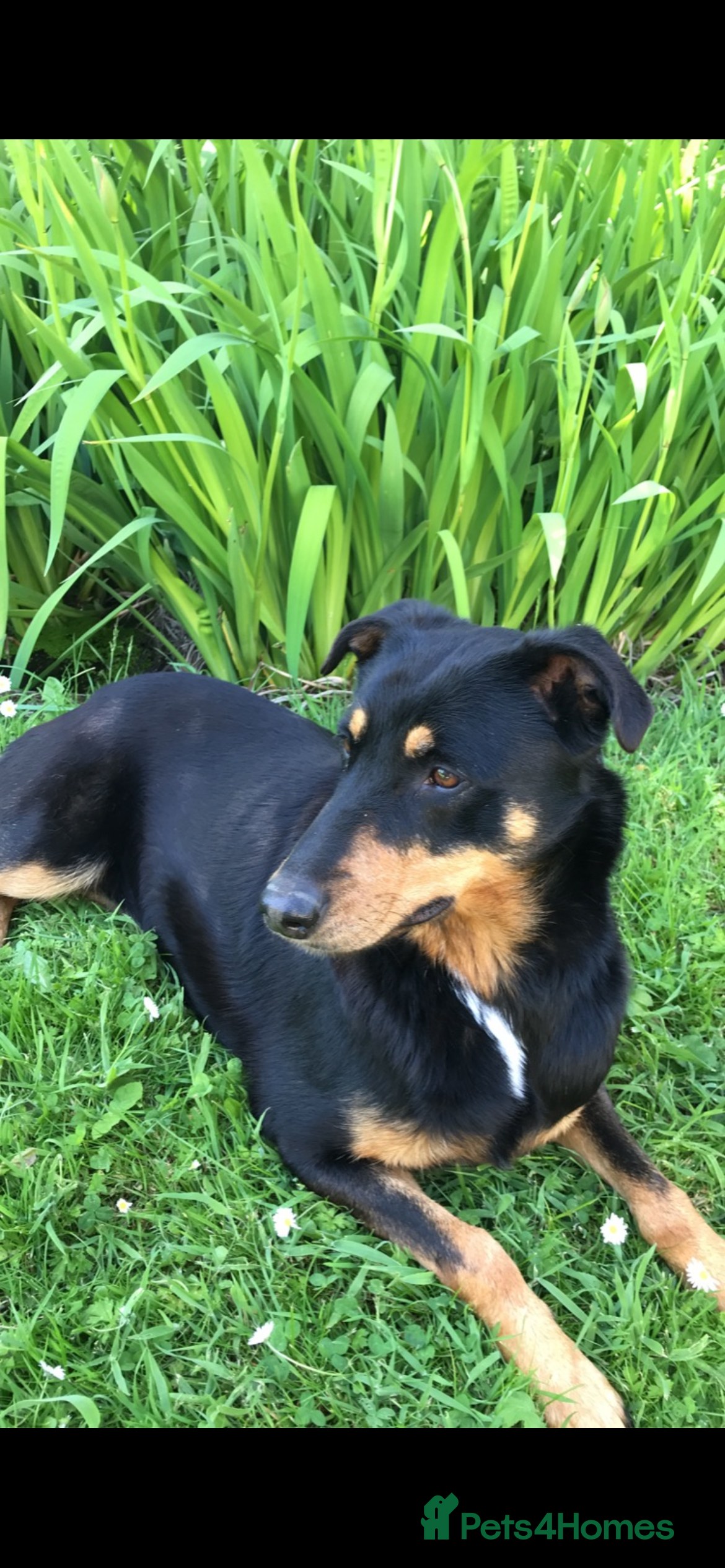 Mixed Breed dogs Gorgeous Doberman Cross  - Advert 2