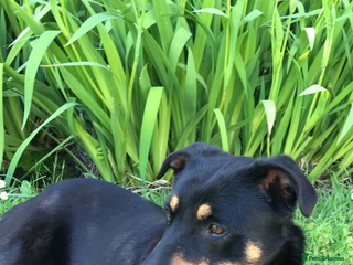 Mixed Breed dogs Gorgeous Doberman Cross - Advert 2