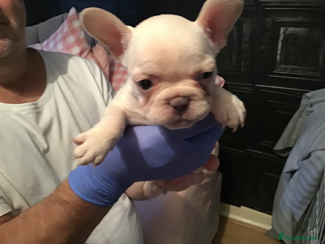 French Bulldog dogs for sale: French bulldog puppies  - Image 12