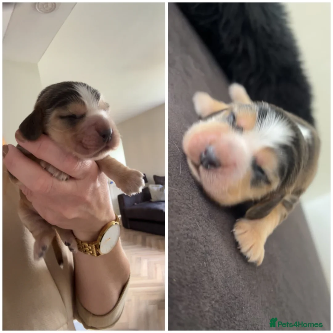 Cocker Spaniel dogs for sale: KC Registered Show cocker spaniels  - Advert 2