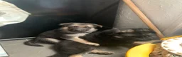 German Shepherd dogs for sale: Quality Straight Backed German Shepherd Puppies - Advert 9