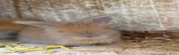 Angora rabbits for sale: Angora collection Ready - Advert 11