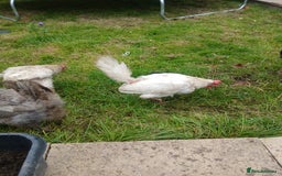 Chickens poultry for sale: These are all different breeds - Image 13