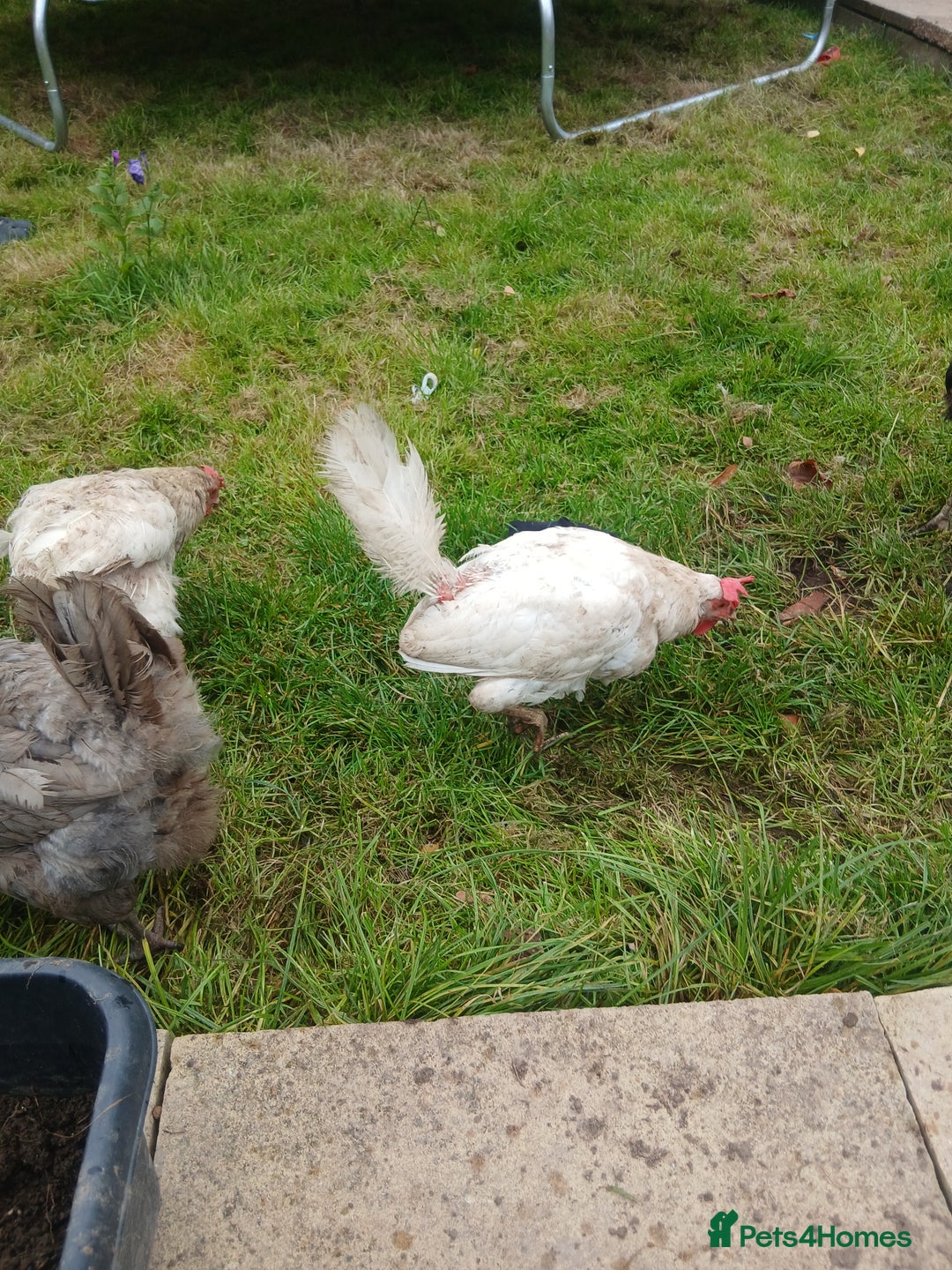 Chickens poultry for sale: These are all different breeds - Image 13