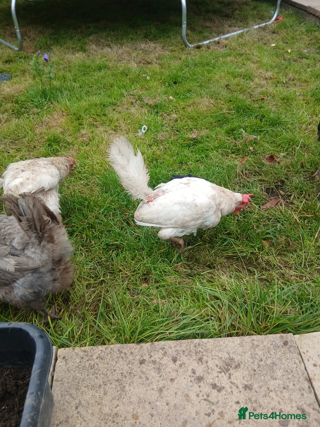 Chickens poultry for sale: All different breeds and price can go lower - Advert 13